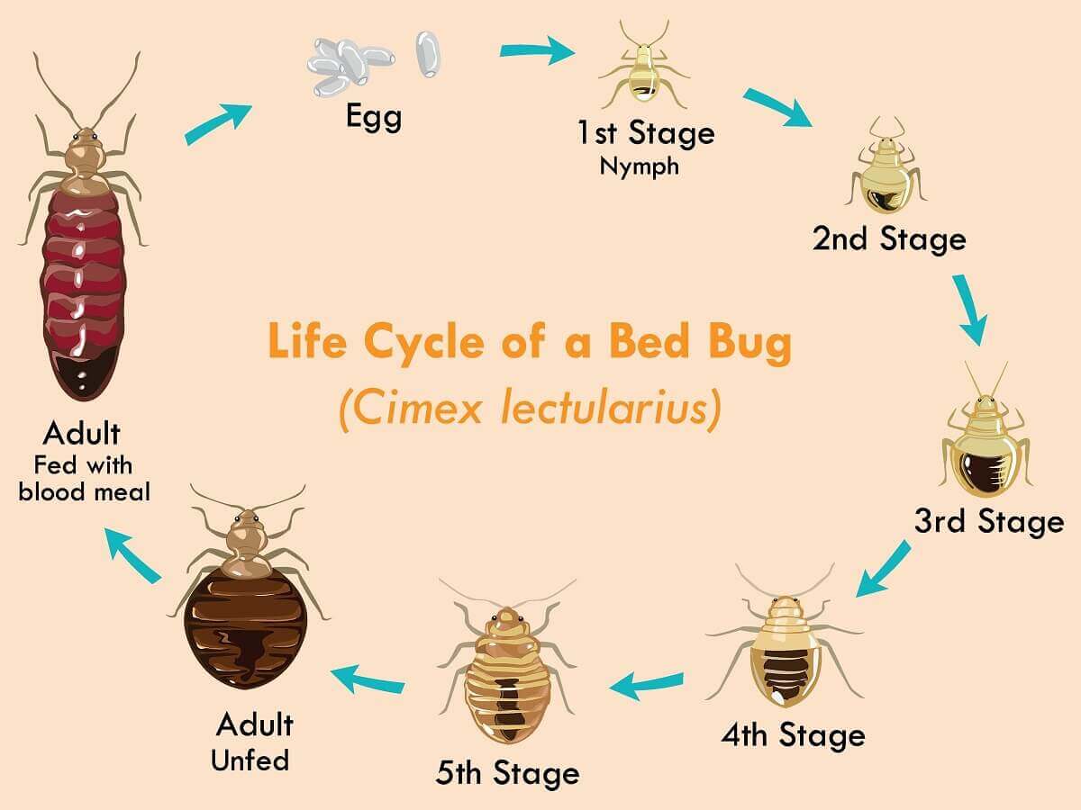 Bed-Bugs-life-cycle