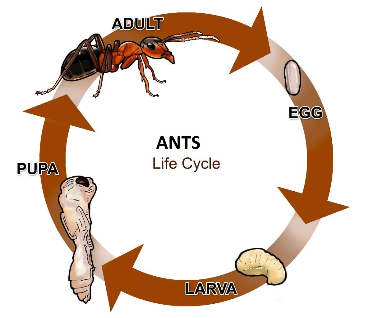 ants-life-cycle-im
