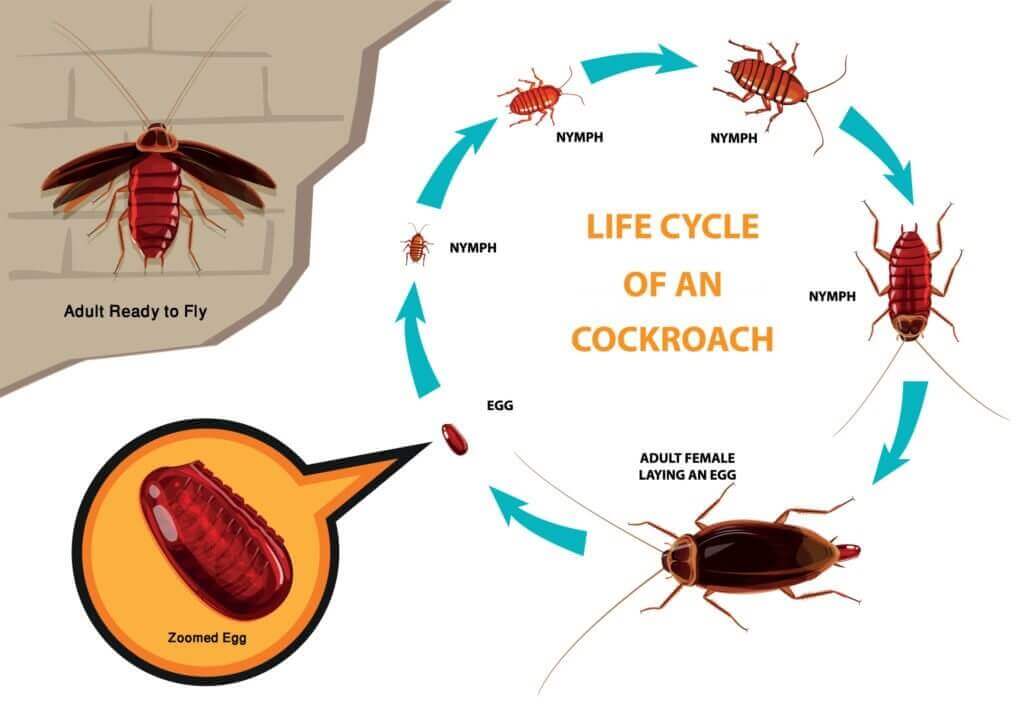 cockroach-life-cycle