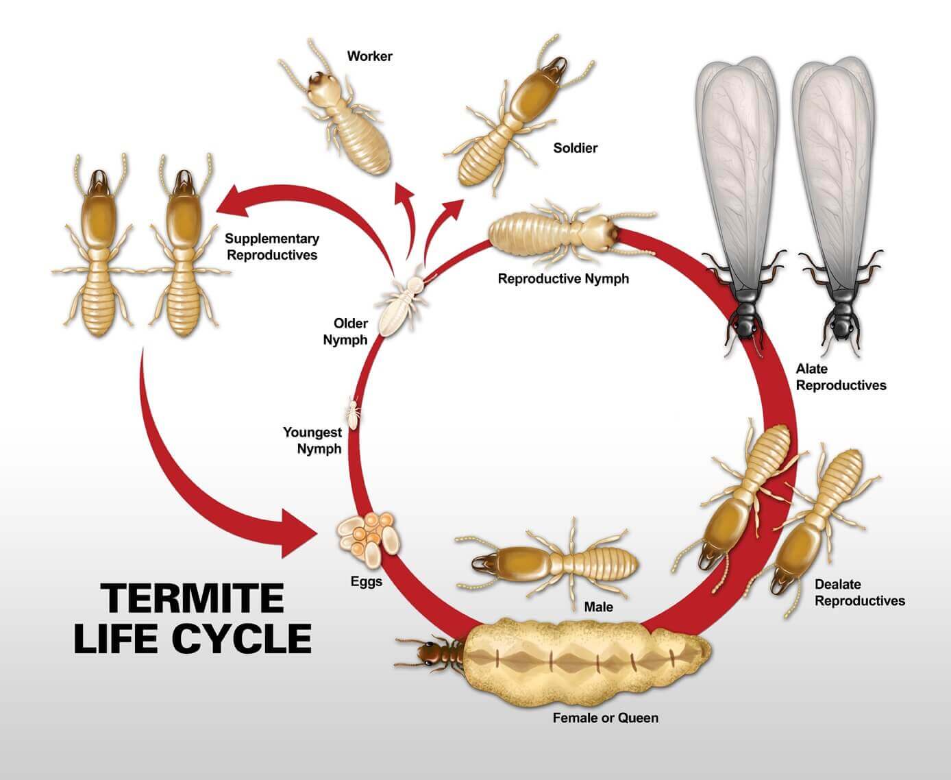 termite-life-cycle-im